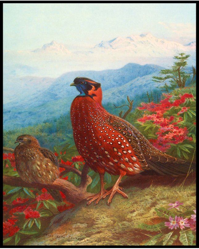 Satyrtragopan Poster