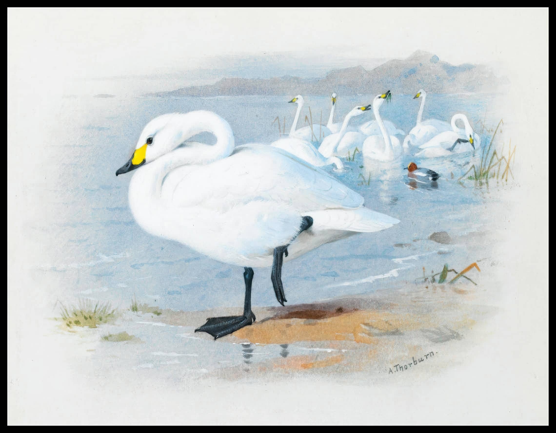 Schwan Poster
