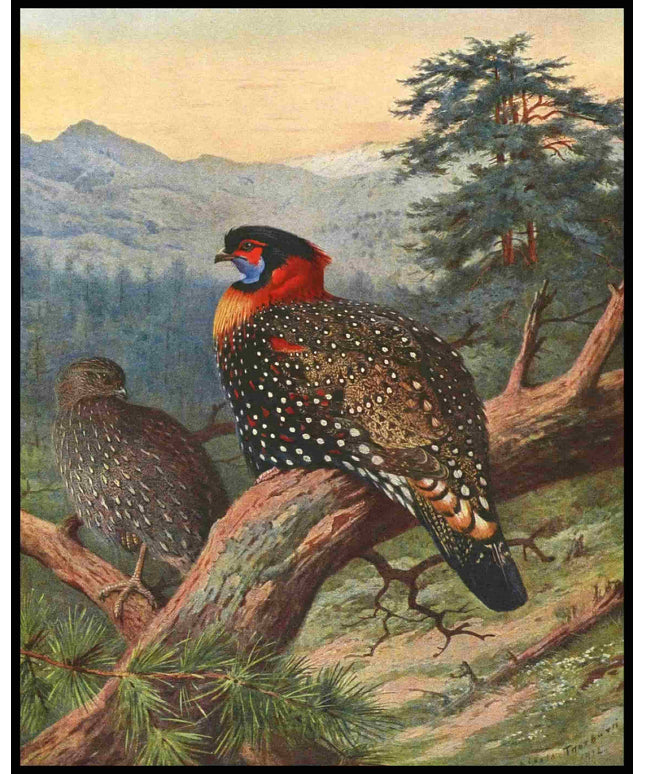 Schwarzkopftragopan Poster