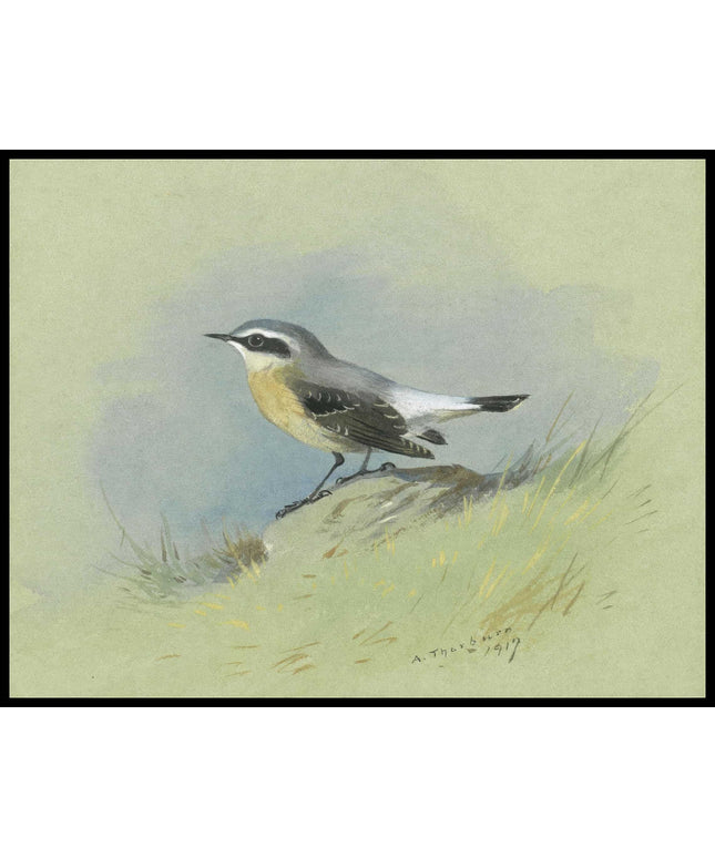 Steinschmätzer Poster