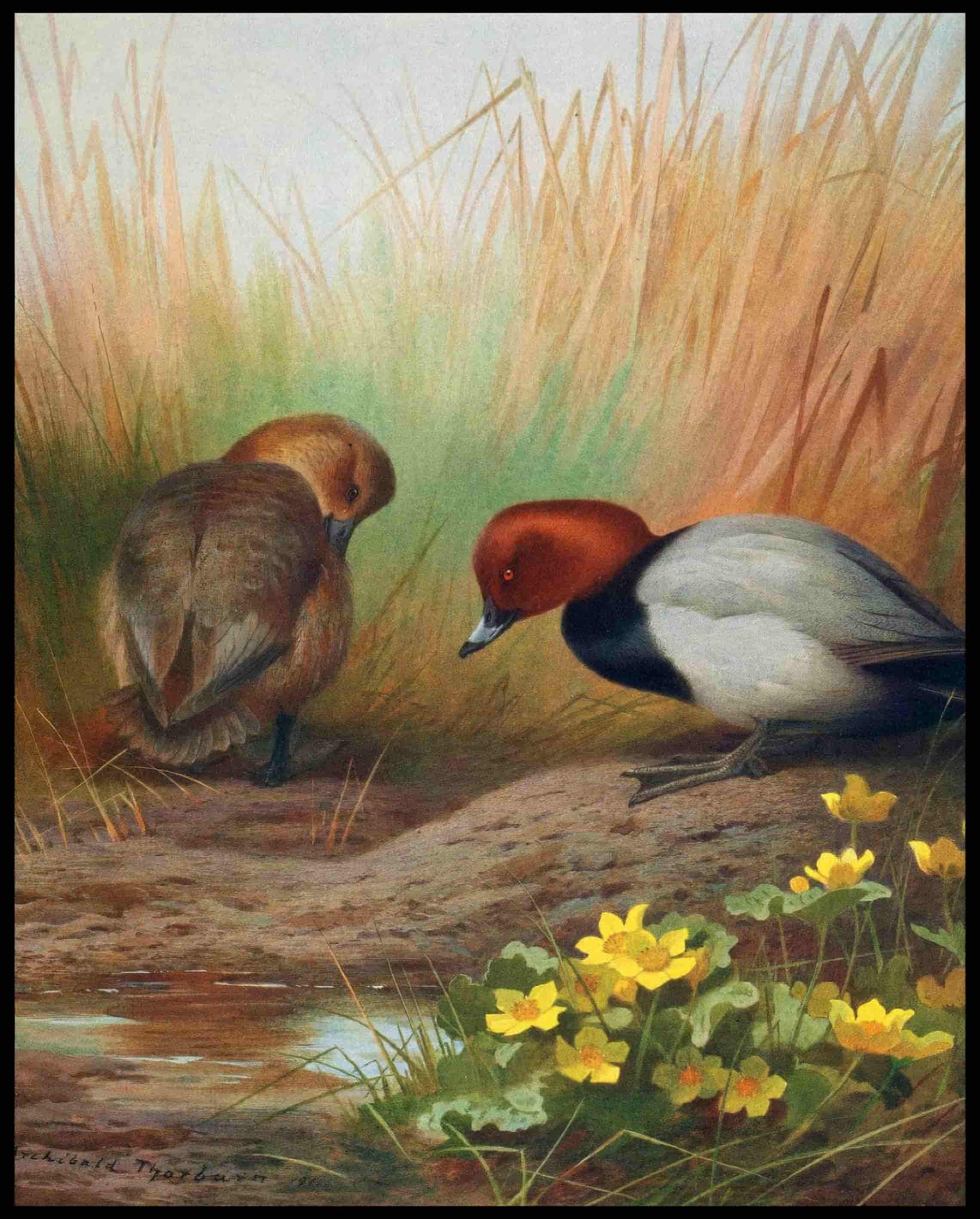Tafelenten Poster