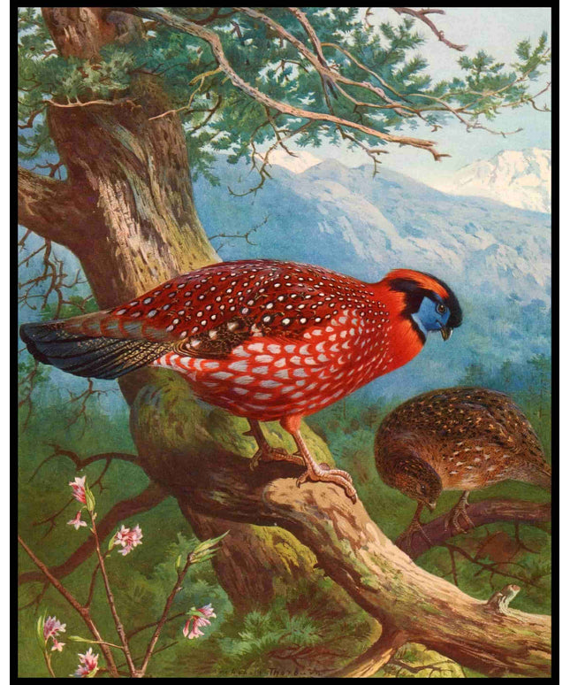 Temmincktragopan Poster