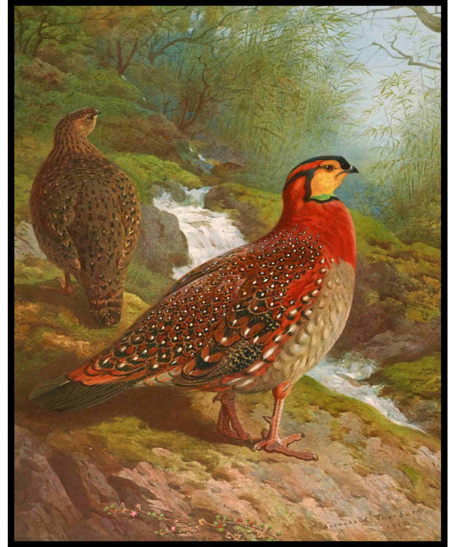 Tragopan Poster