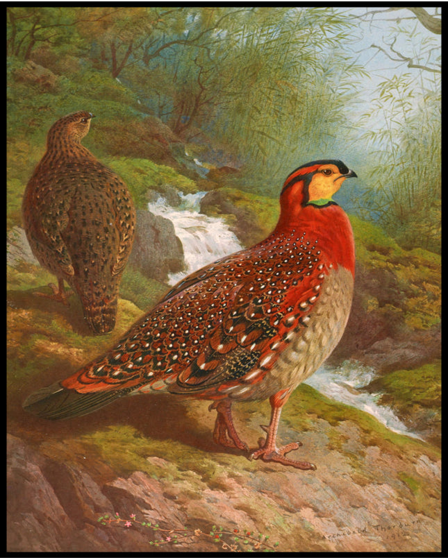 Tragopan Poster