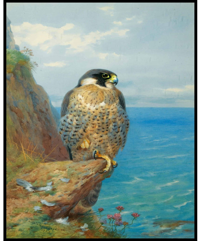 Wanderfalke Poster