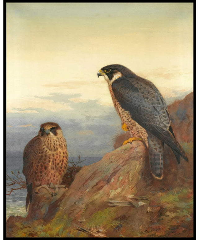 Wanderfalken Poster