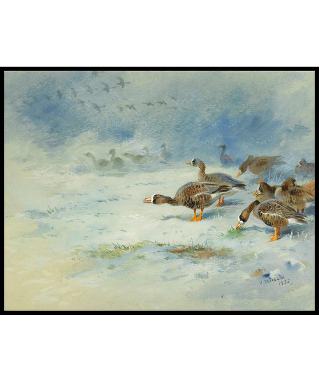 Weißwangengans Poster