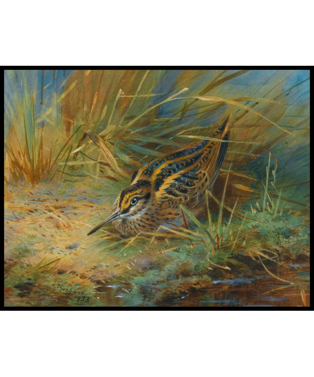 Zwergschnepfen Poster