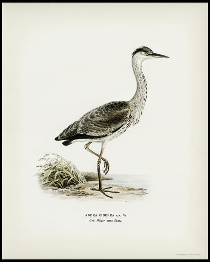 Ardea Cinerea Poster