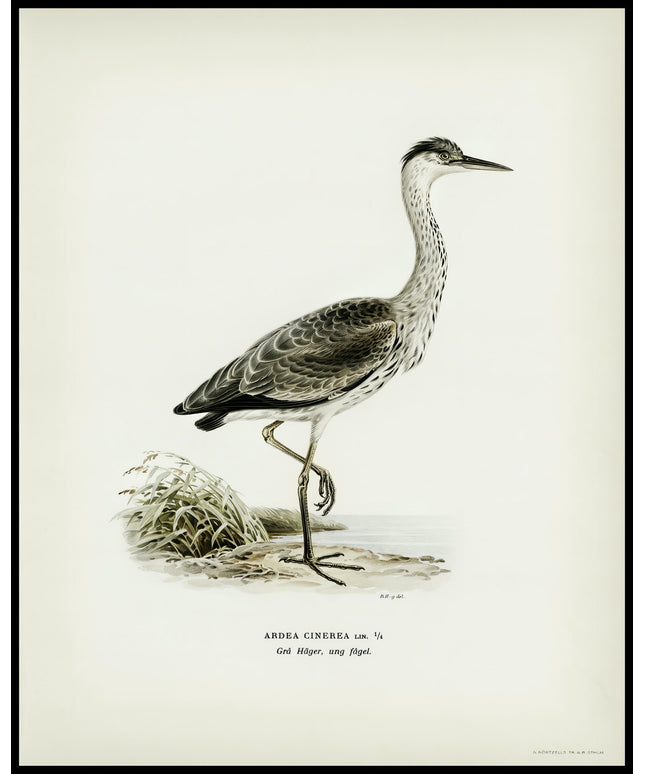 Ardea Cinerea Poster