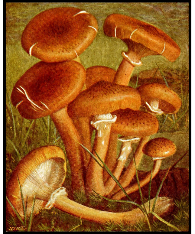 Armillaria Mellea