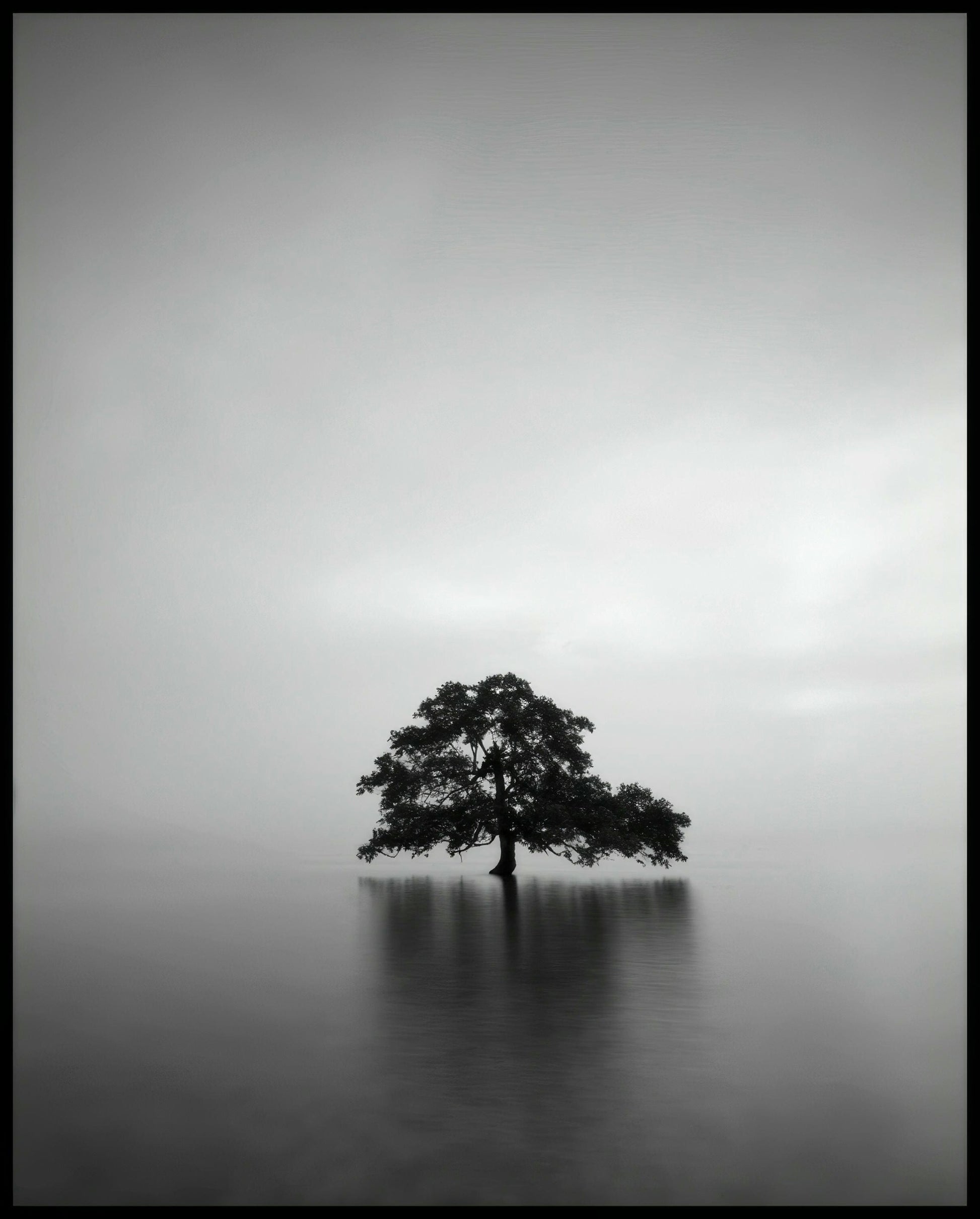 Ein Poster von einem einsamen Baum, der in einem ruhigen See steht.