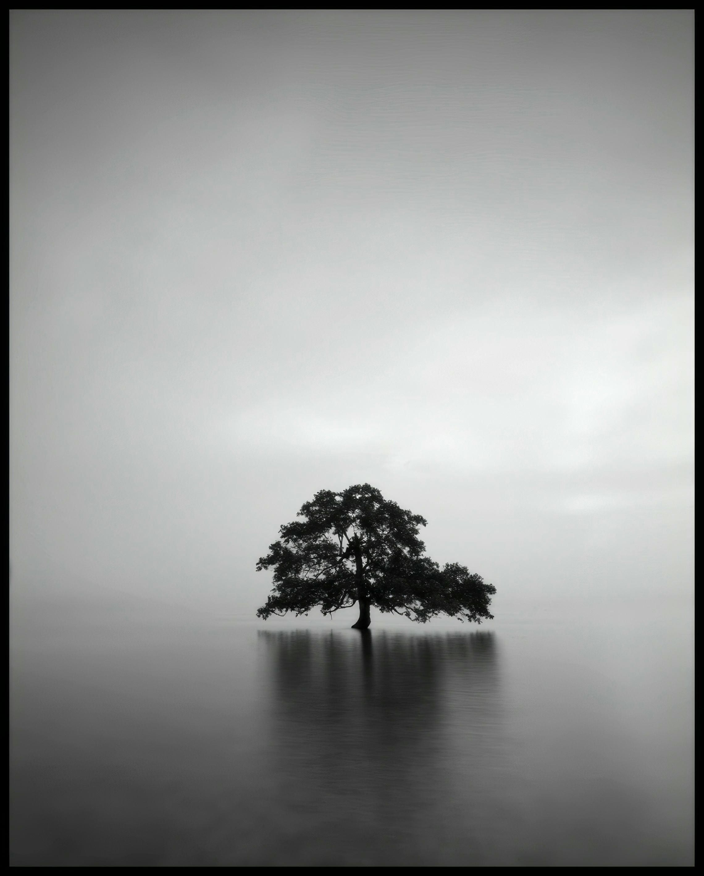 Ein Poster von einem einsamen Baum, der in einem ruhigen See steht.