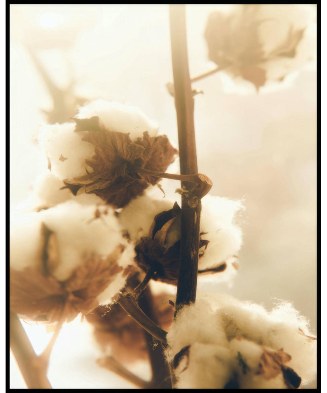 Ein Poster von einer Baumwollpflanze in Nahaufnahme.