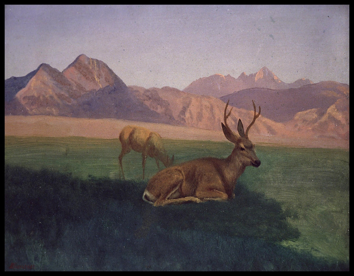 Deer