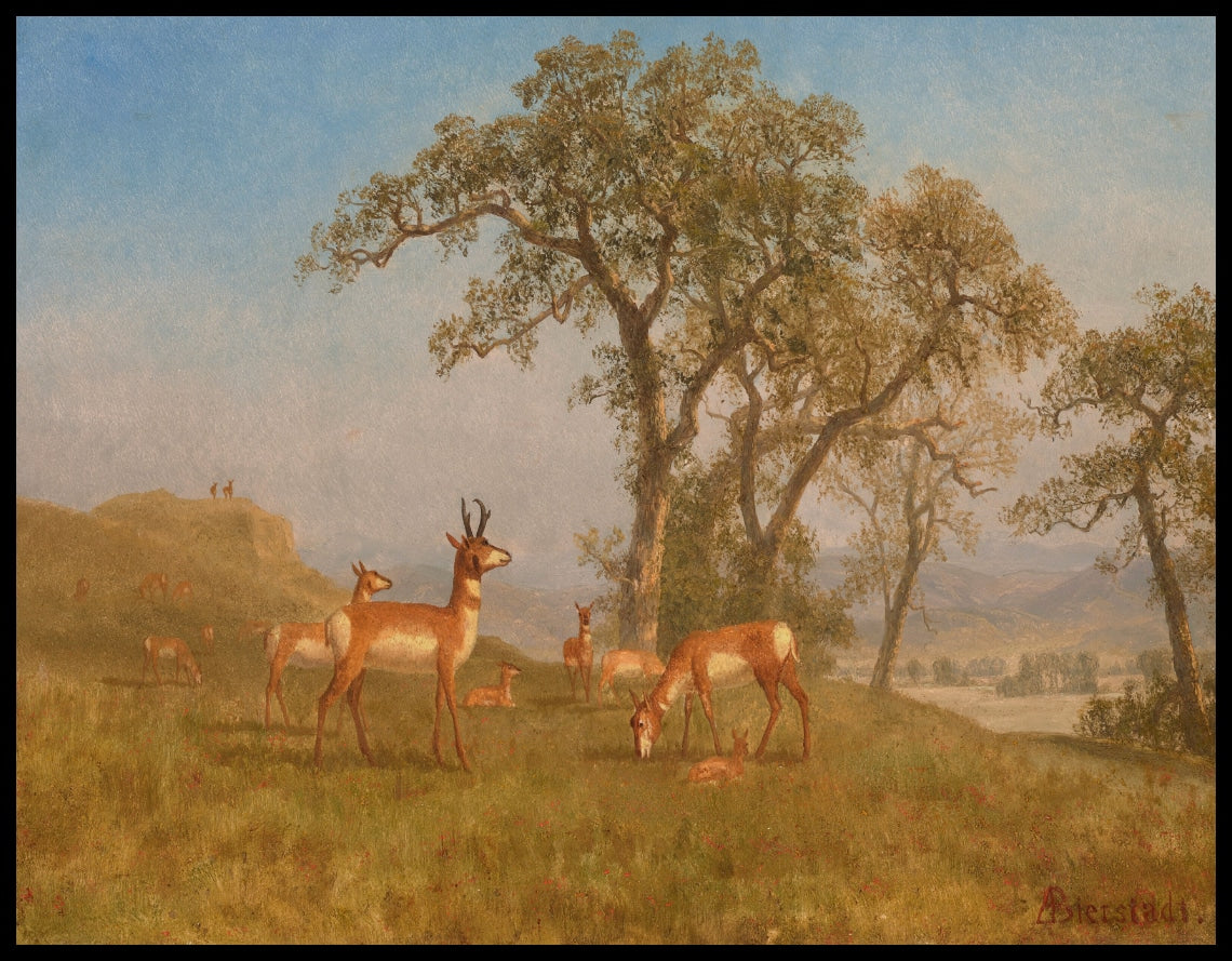 Grazing Antelope
