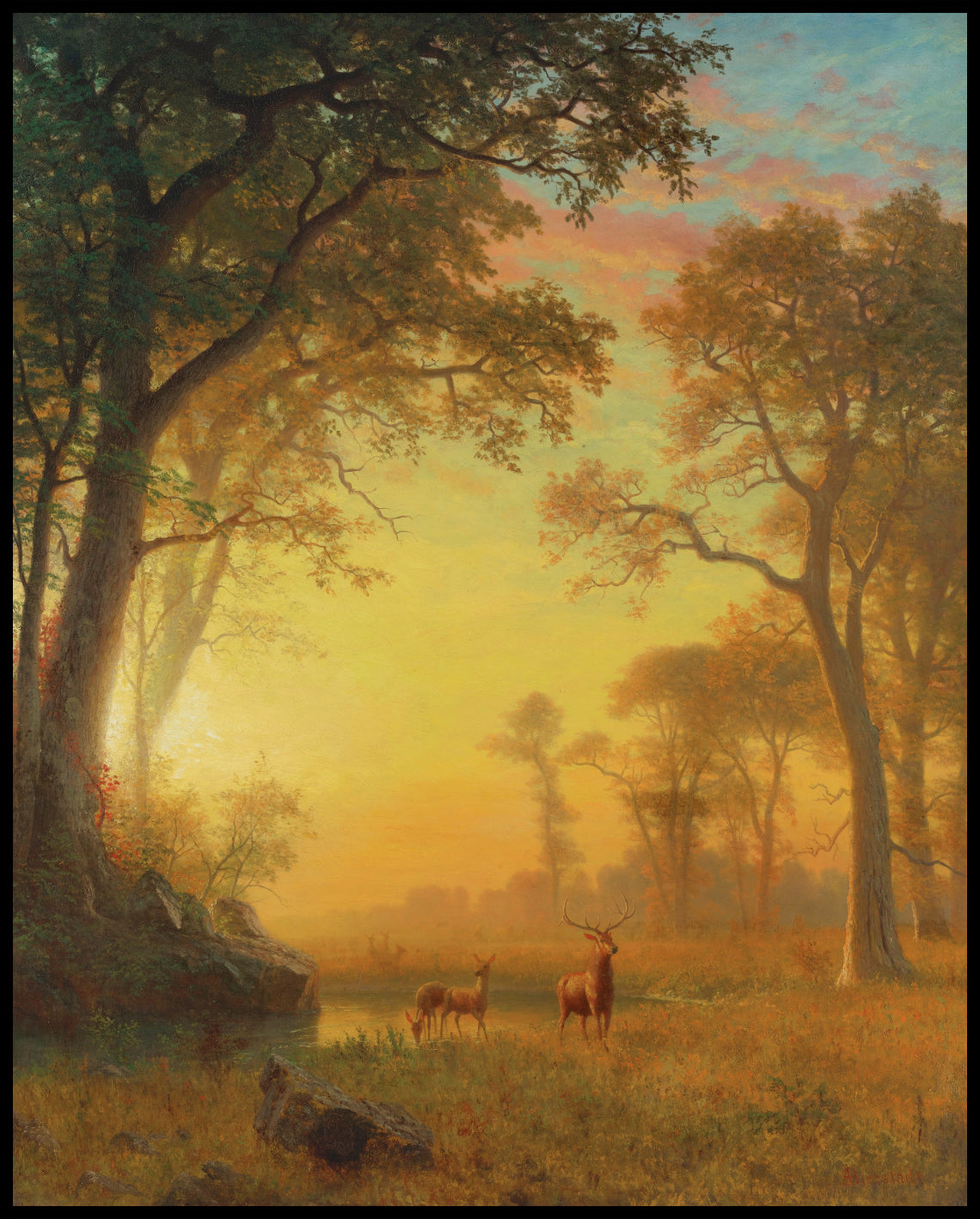 Light In The Forest