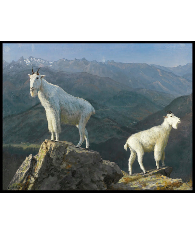 Mountain Goats