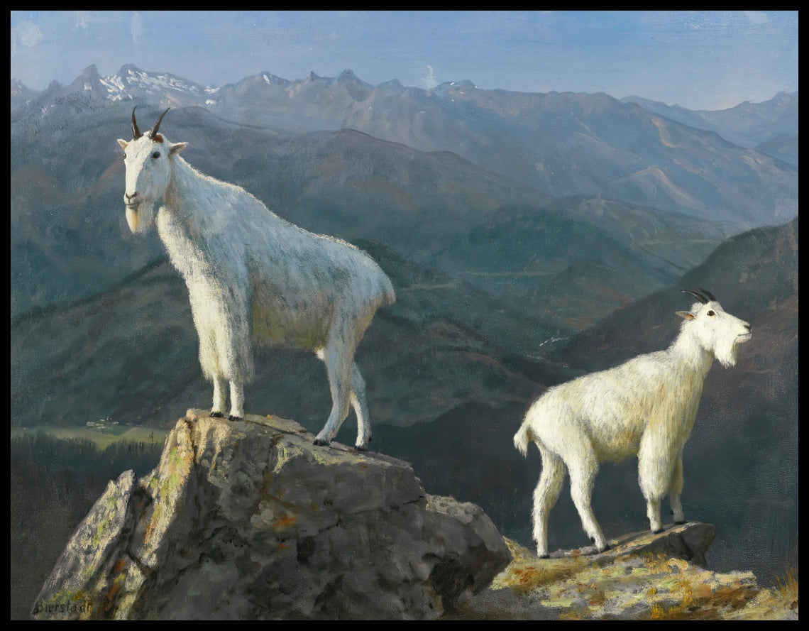 Chèvres de montagne