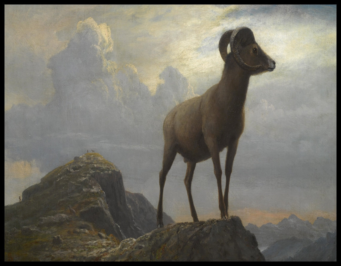 Bighorn Ram