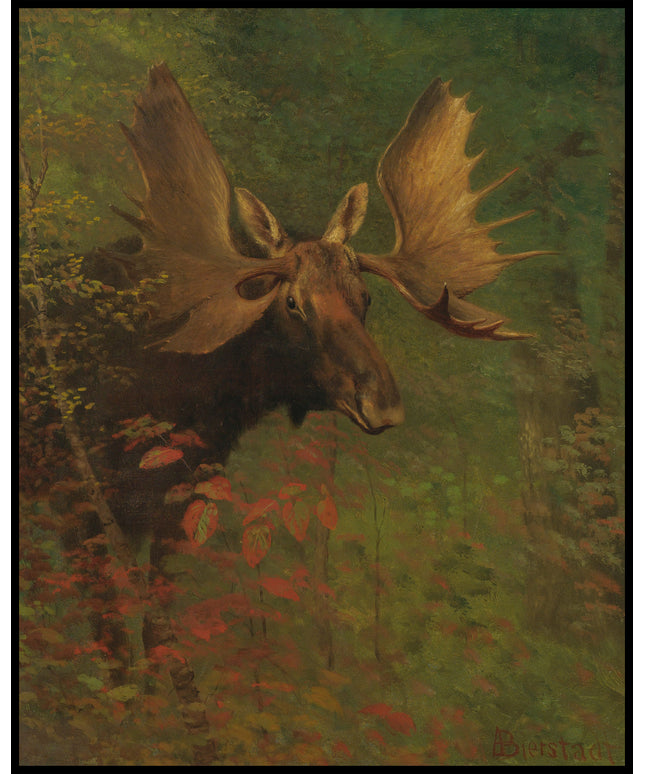 Study Of A Moose