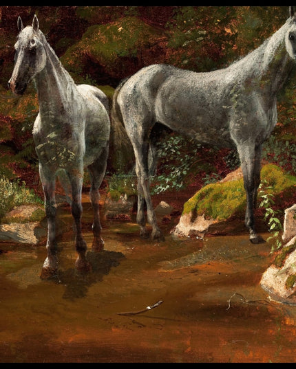 Study Of Wild Horses