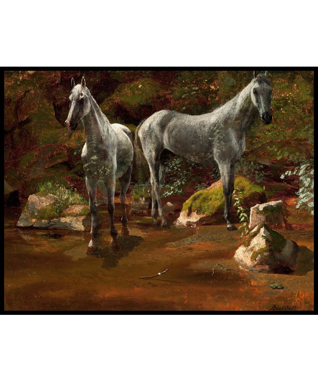 Study Of Wild Horses