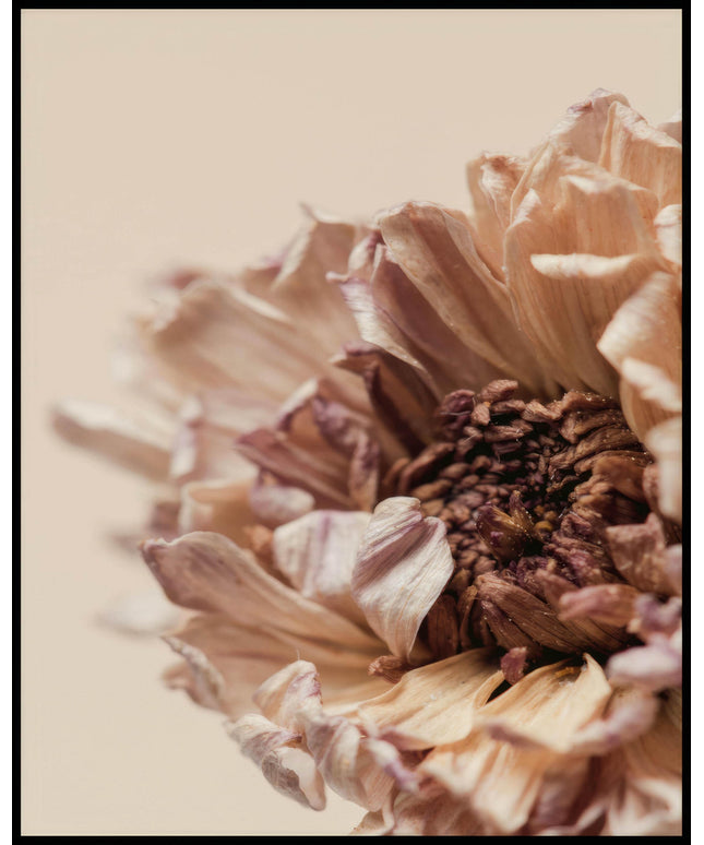 Ein Poster von einer Nahaufnahme einer vertrockneten Blume.
