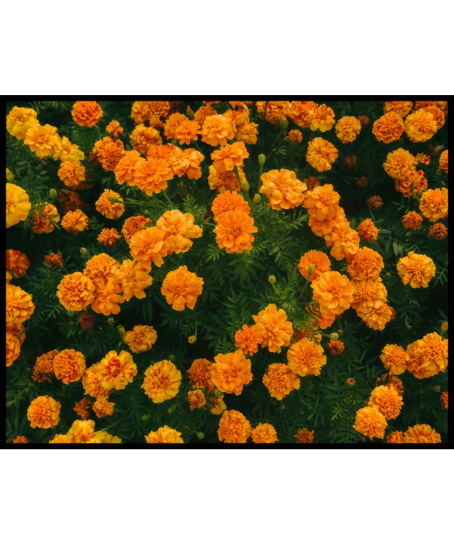Ein Poster von leuchtend orangefarbenen Blumen in voller Blüte.