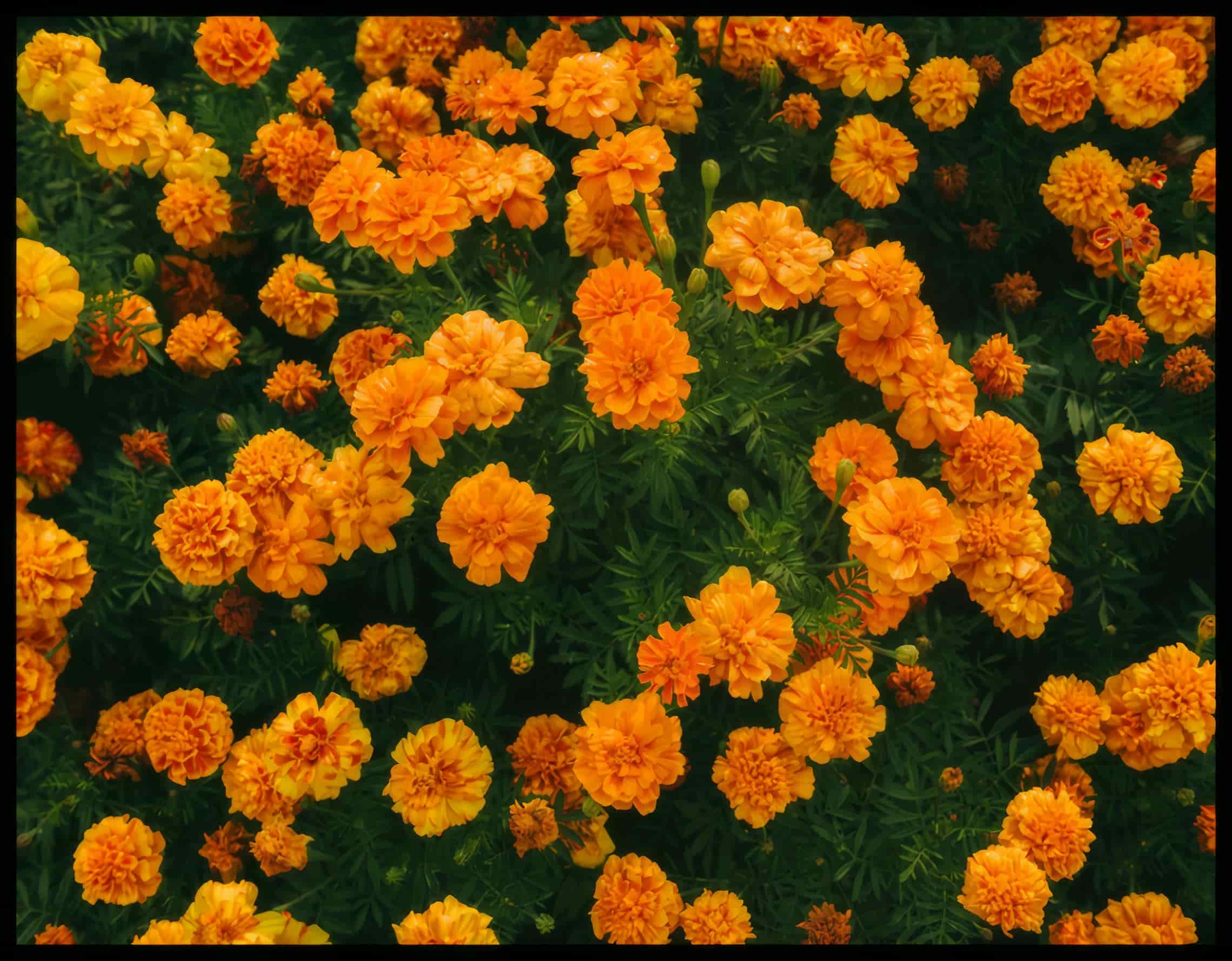 Ein Poster von leuchtend orangefarbenen Blumen in voller Blüte.