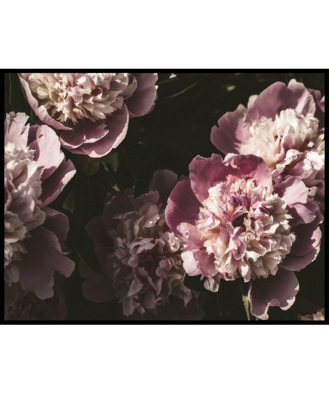 Ein Poster von blühenden Pfingstrosen in verschiedenen Rosa- und Lilatönen.