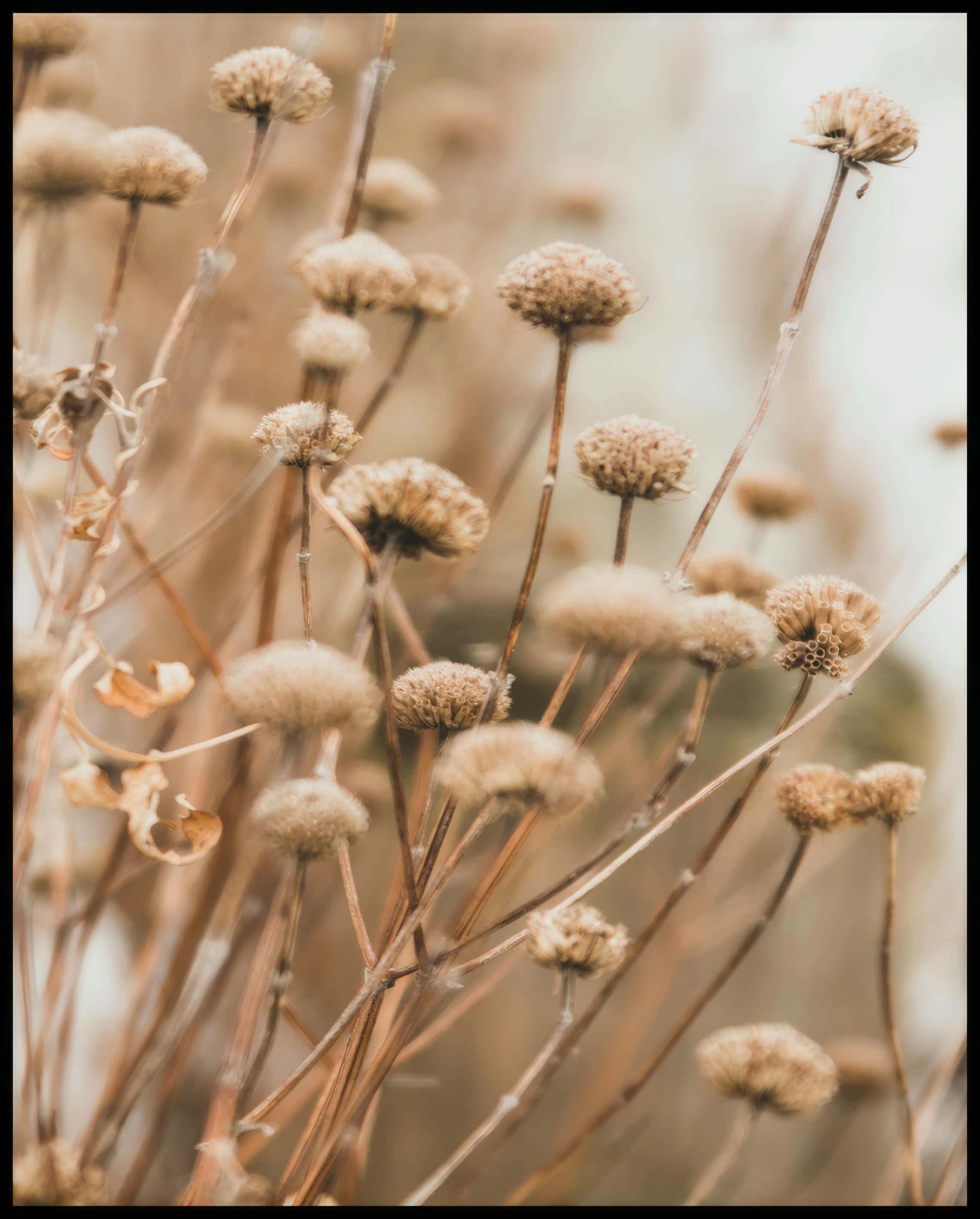 Ein Poster von vertrockneten Blumen in weichen Braun- und Beigetönen.