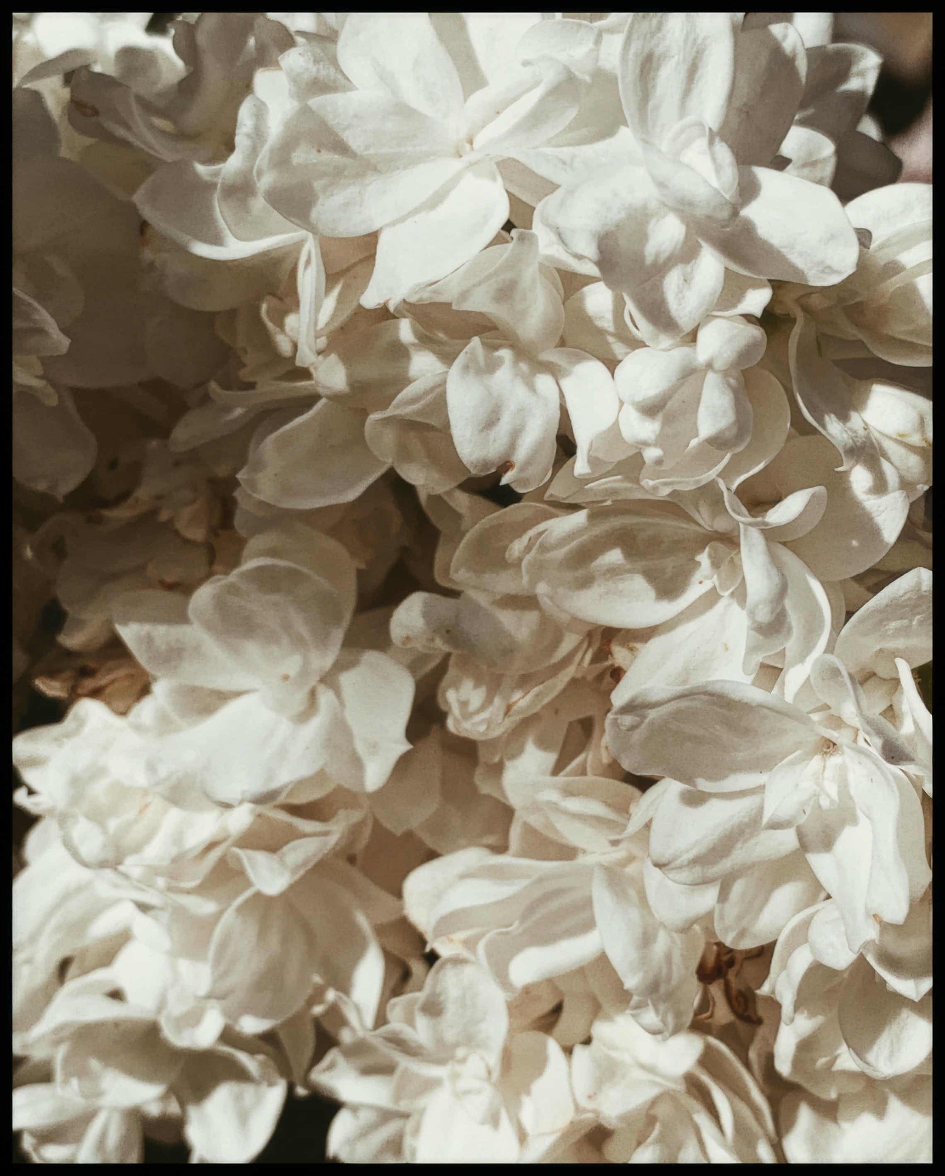Ein Poster von weißen Blüten in Nahaufnahme.