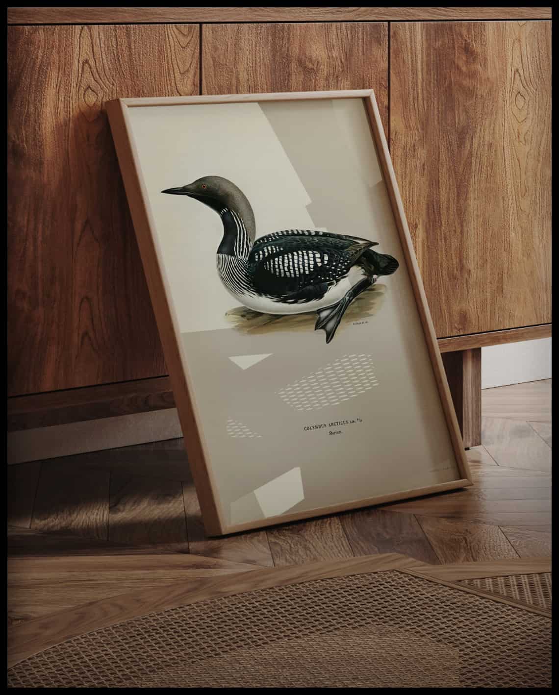 Colymbus Arcticus Poster