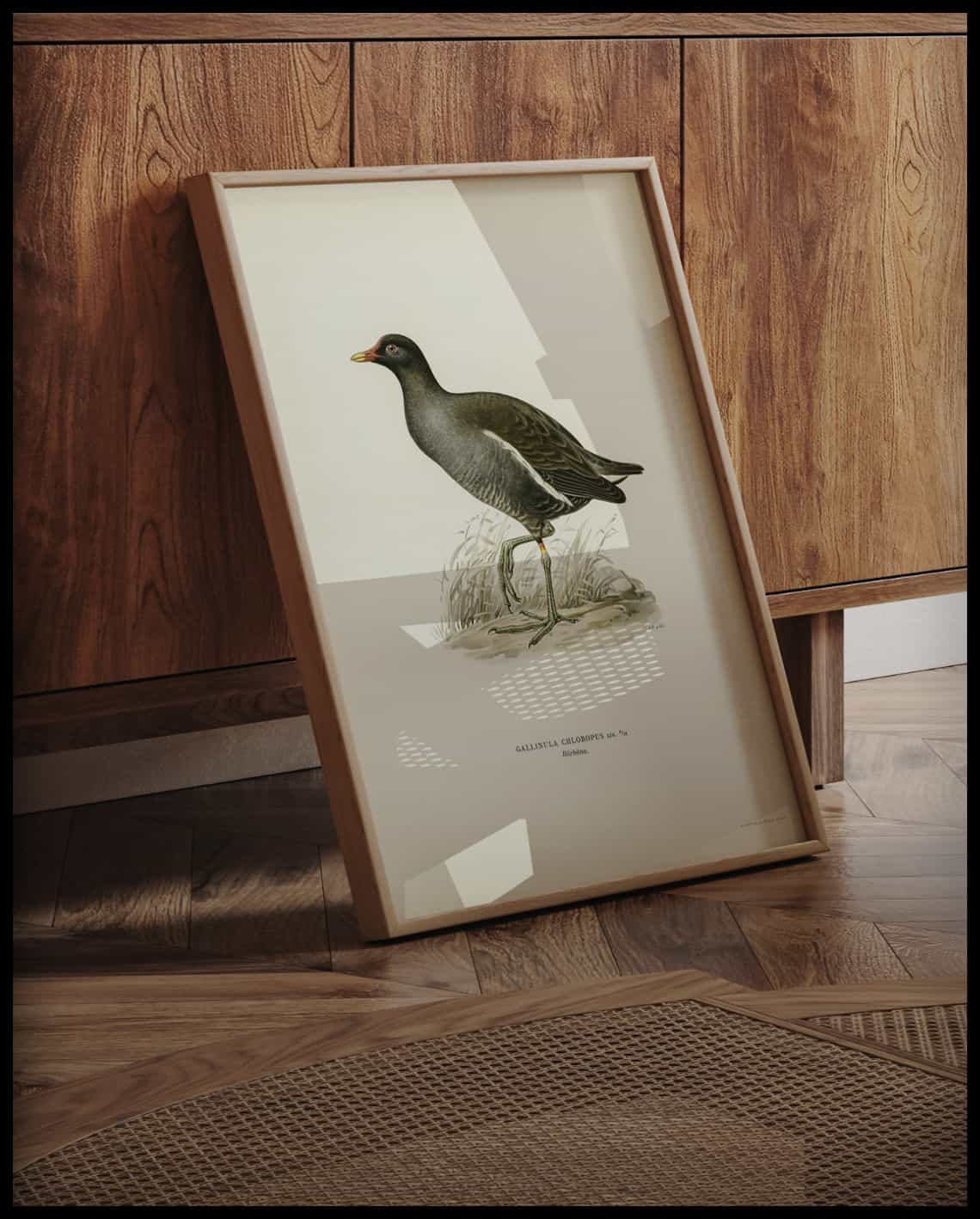 Gallinula Chloropus Poster