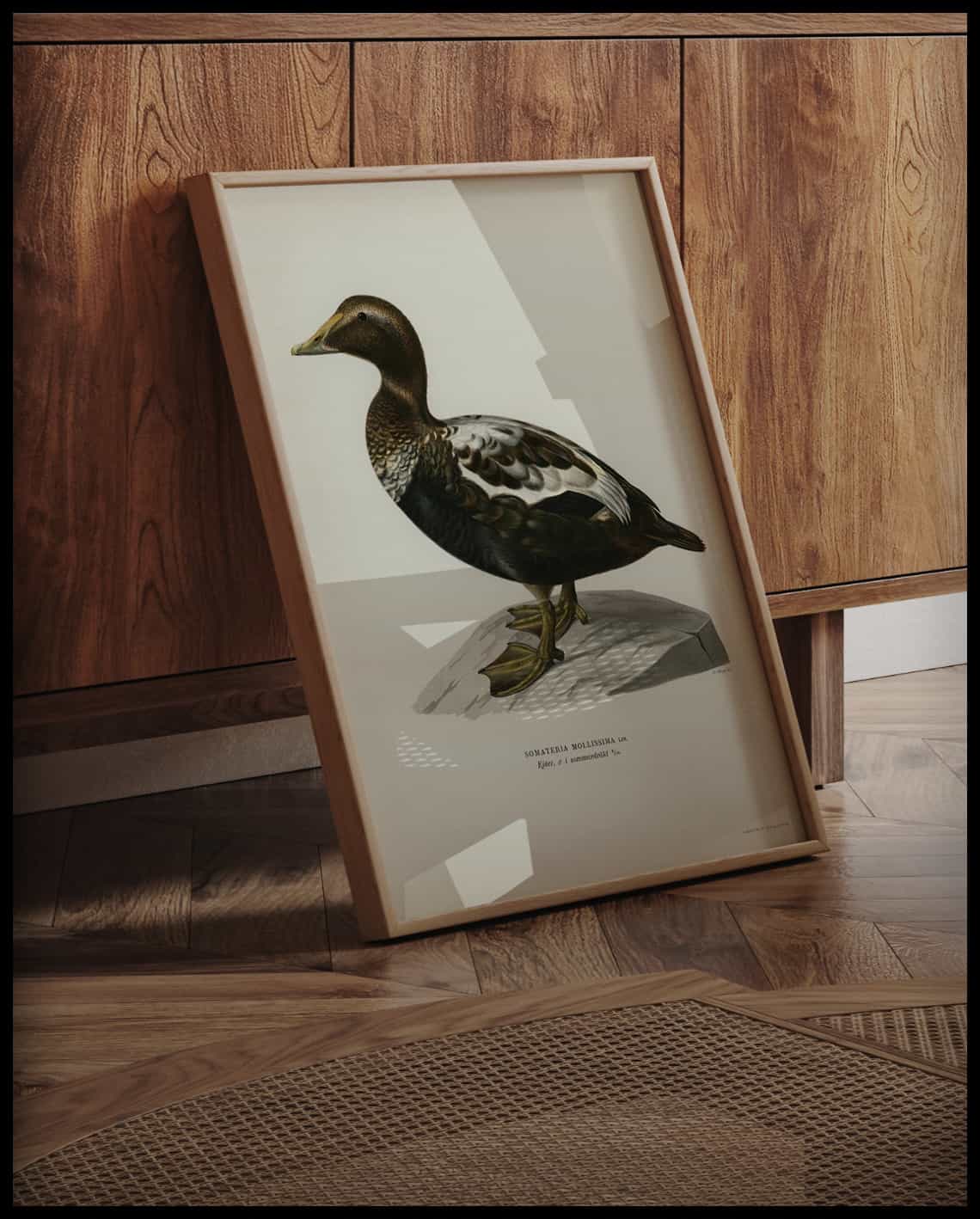 Somateria Mollissima Poster