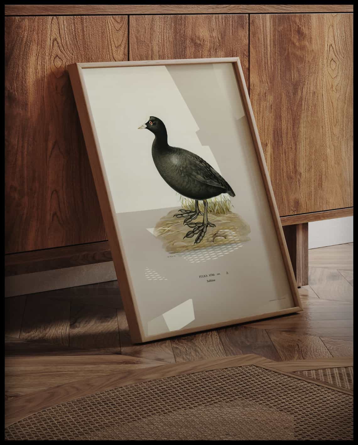 Fulica Atra Poster