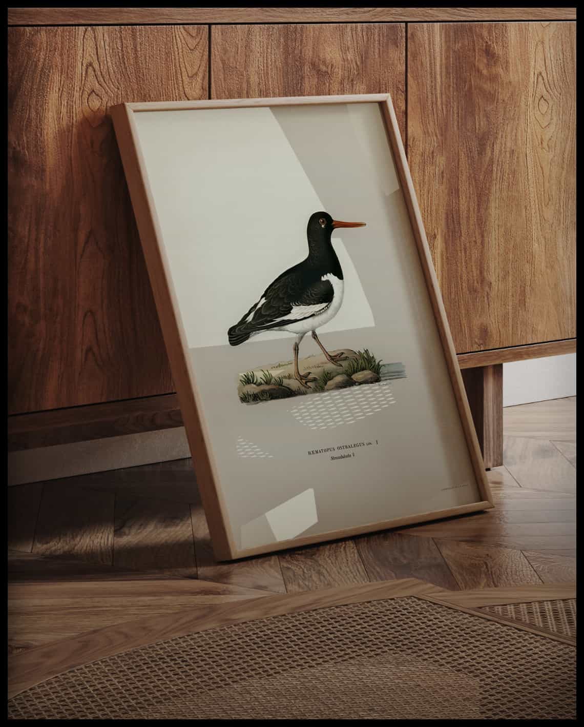 Haematopus Ostralegus Poster