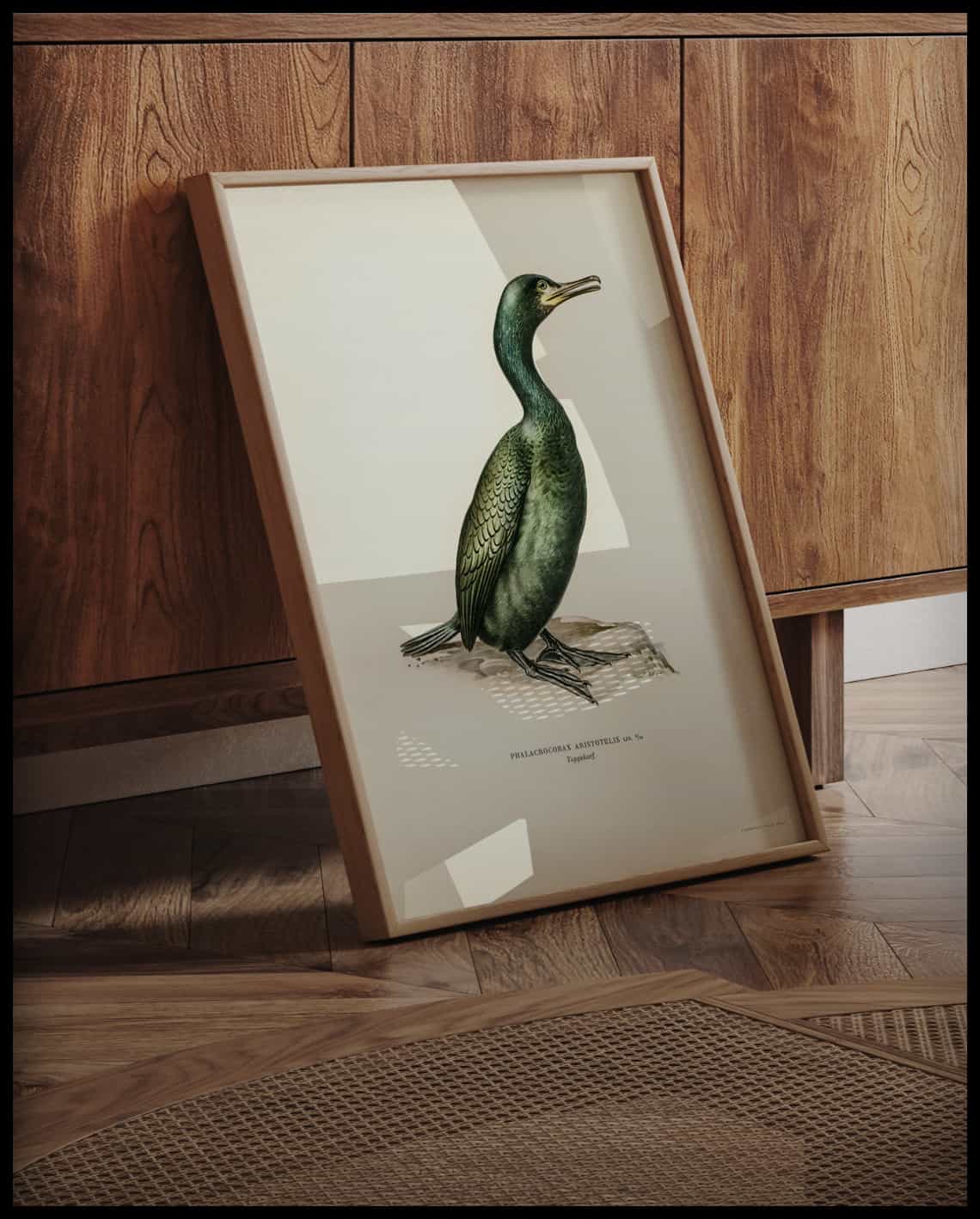 Phalacrocorax Aristotelis Poster
