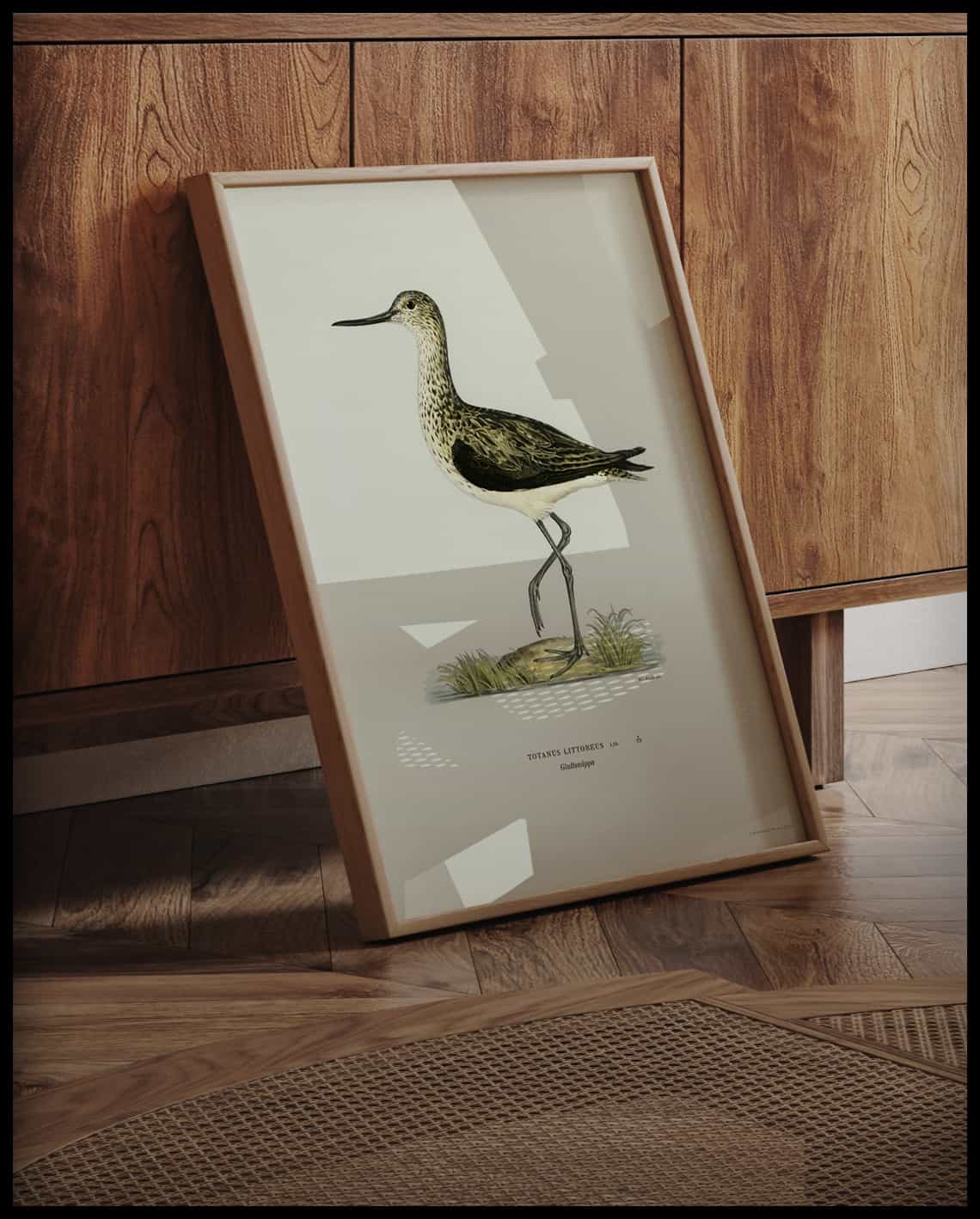 Totanus Littoreus Poster