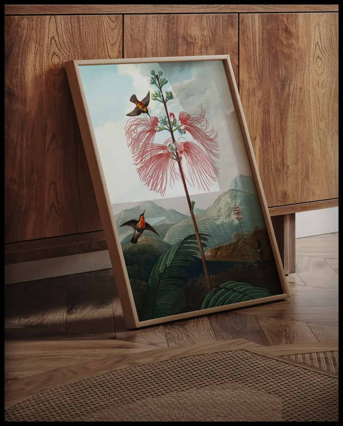 Large Flowering Sensitive Plant