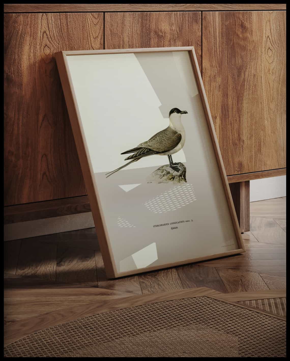 Stercorarius Longicaudus Poster