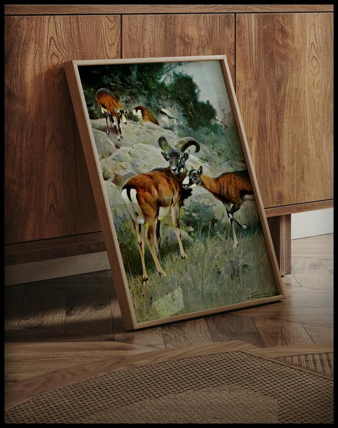 Mouflon