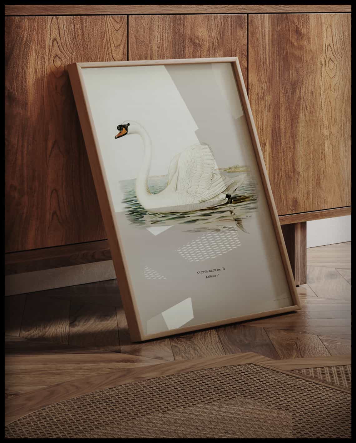 Cygnus Olor Poster