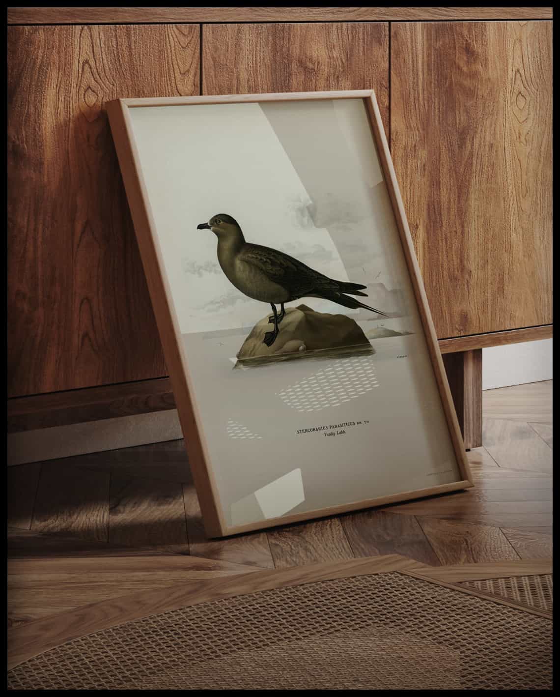 Stercorarius Parasiticus Poster