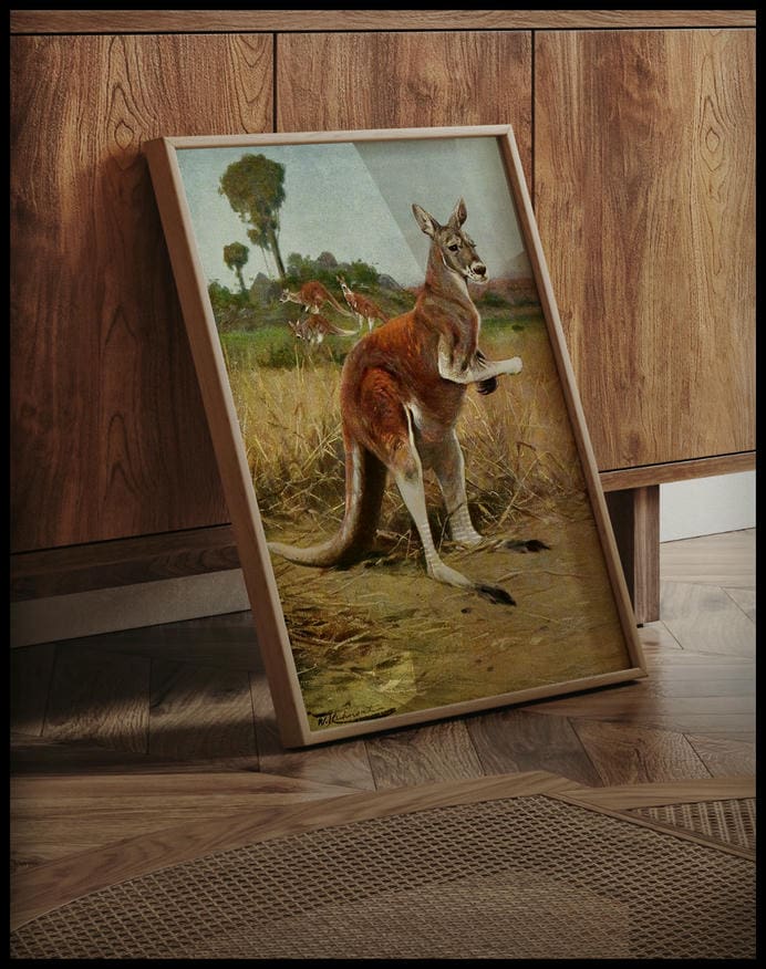 Red Kangaroo
