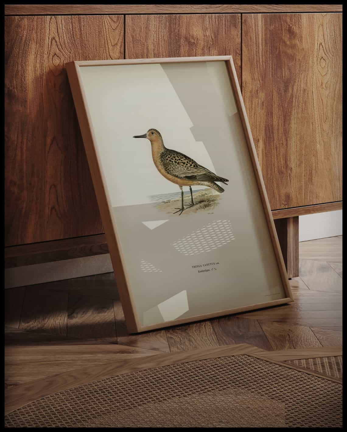 Tringa Canutus Poster