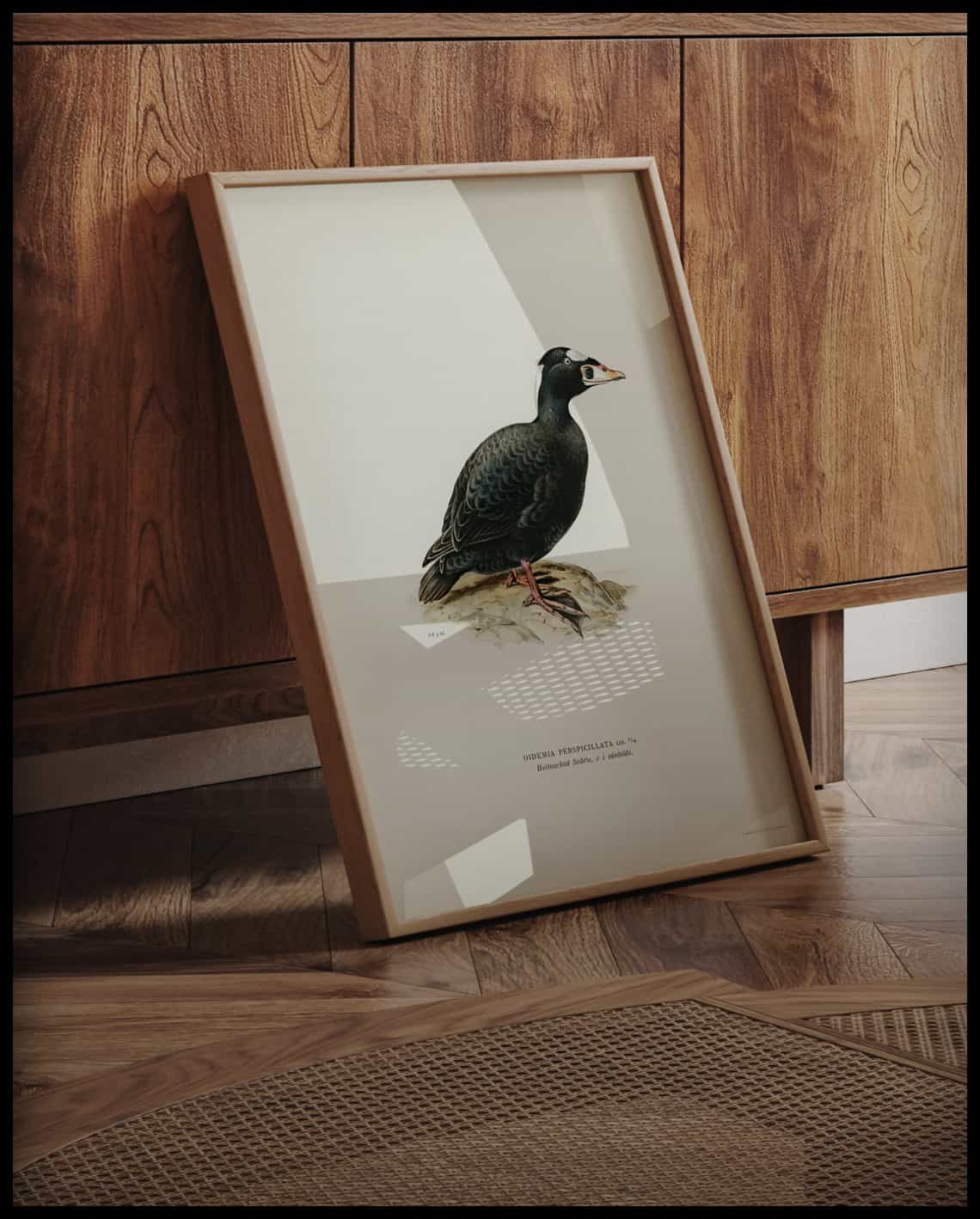 Oidemia Perspicillata Poster