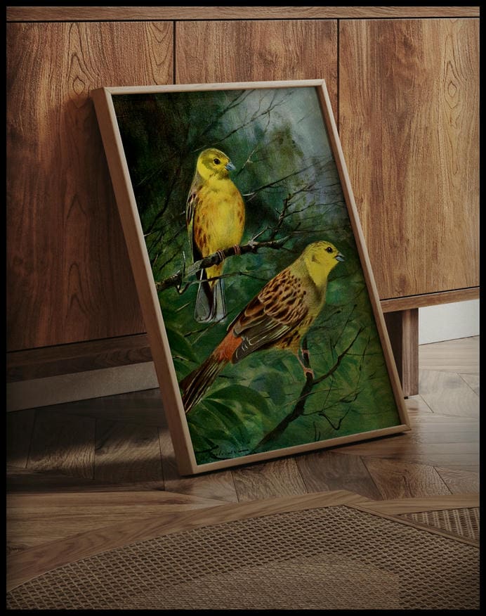 Yellow Bunting