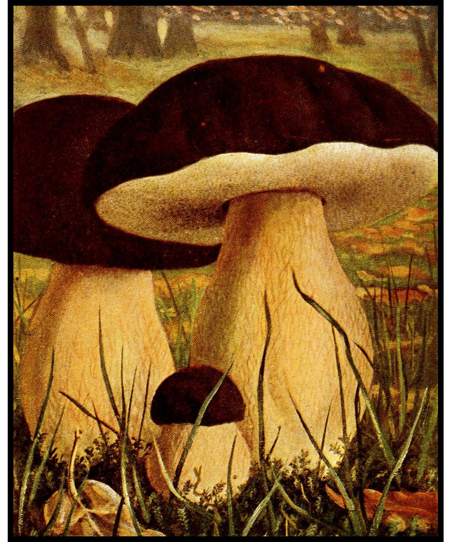 Boletus Aereus
